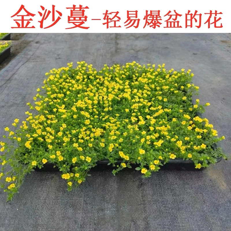 金莎蔓黄金花伏胁花金沙蔓花园庭院多年生花卉地被花境爬地植物