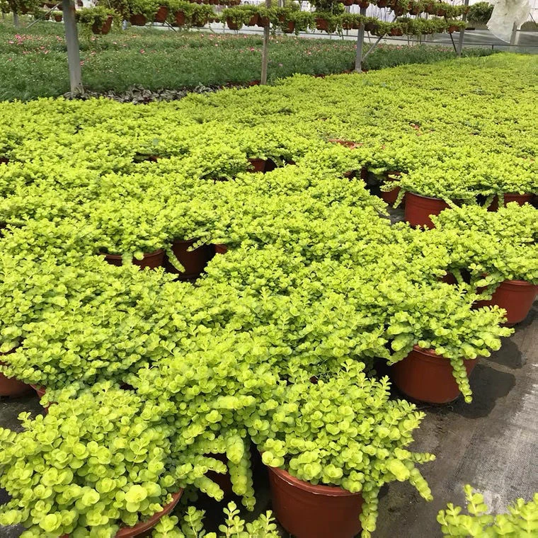 过路黄好养耐寒耐旱四季金黄垂吊爬藤造景垂直绿化室内外绿植中华