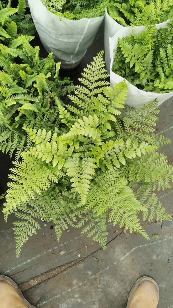 吉姆蕨盆栽平安蕨耐阴耐旱植物室内办公客厅桌面四季常青花卉