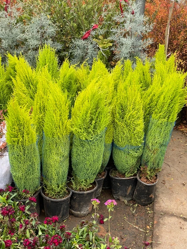 小香松盆栽香冠柏圣诞树塔柏阳台庭院好养活四季常青雾凇棒棒糖松