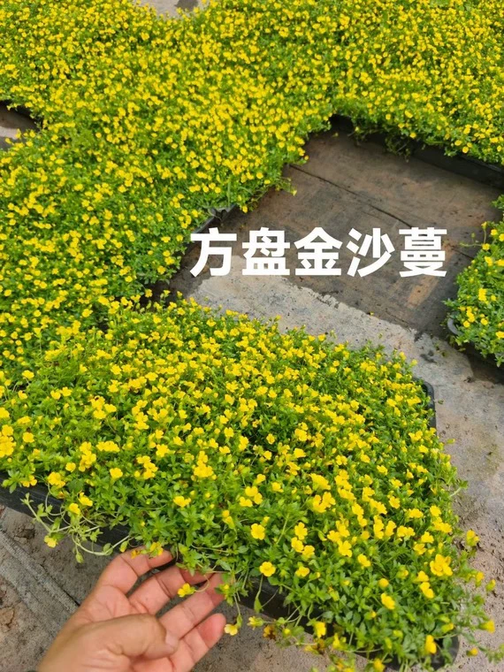 金莎蔓多年生地被植物耐寒耐晒耐踩黄金草阳台庭院种植