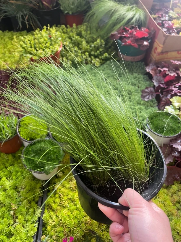 多年生好养墨西哥羽毛草盆栽细叶针茅苗花镜植物庭院阳台小型绿植