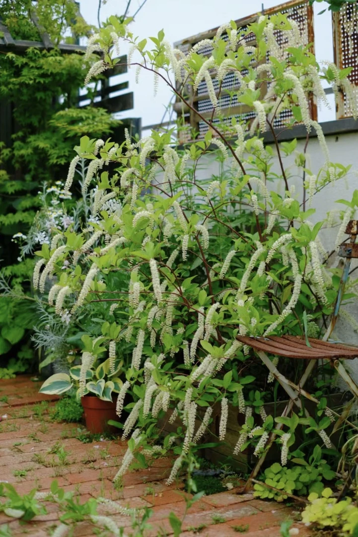 木本花境植物荷兰鼠刺花苗盆栽带花弗森虎耳花园木本彩叶灌木植物