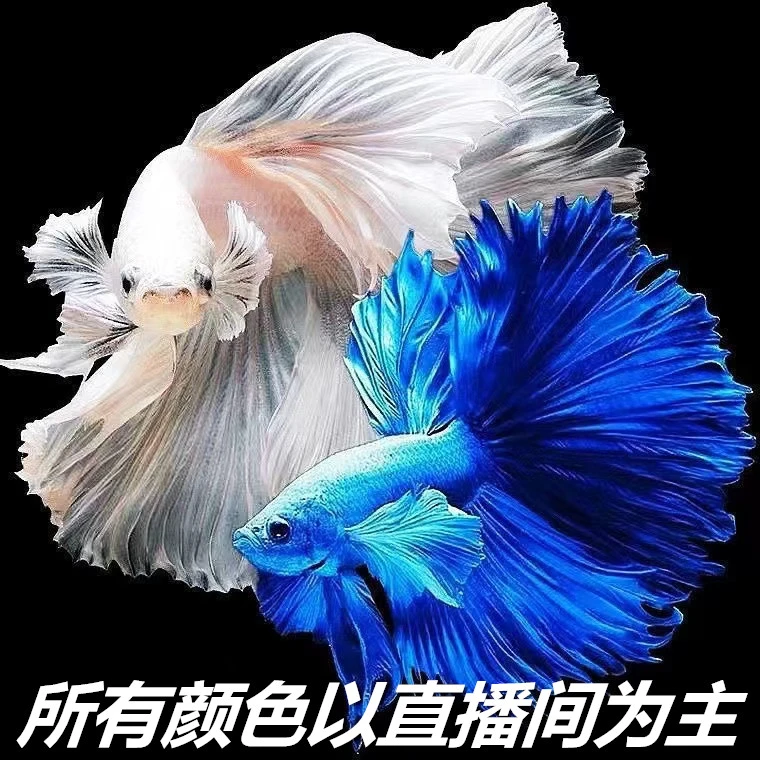 (49-96)精品泰国斗鱼热带小型观赏鱼半月婚纱斗鱼(直播间选鱼)