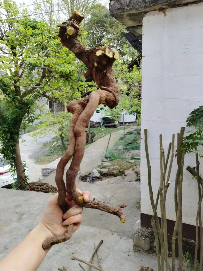 绿植一物一拍（以直播间实物为准）