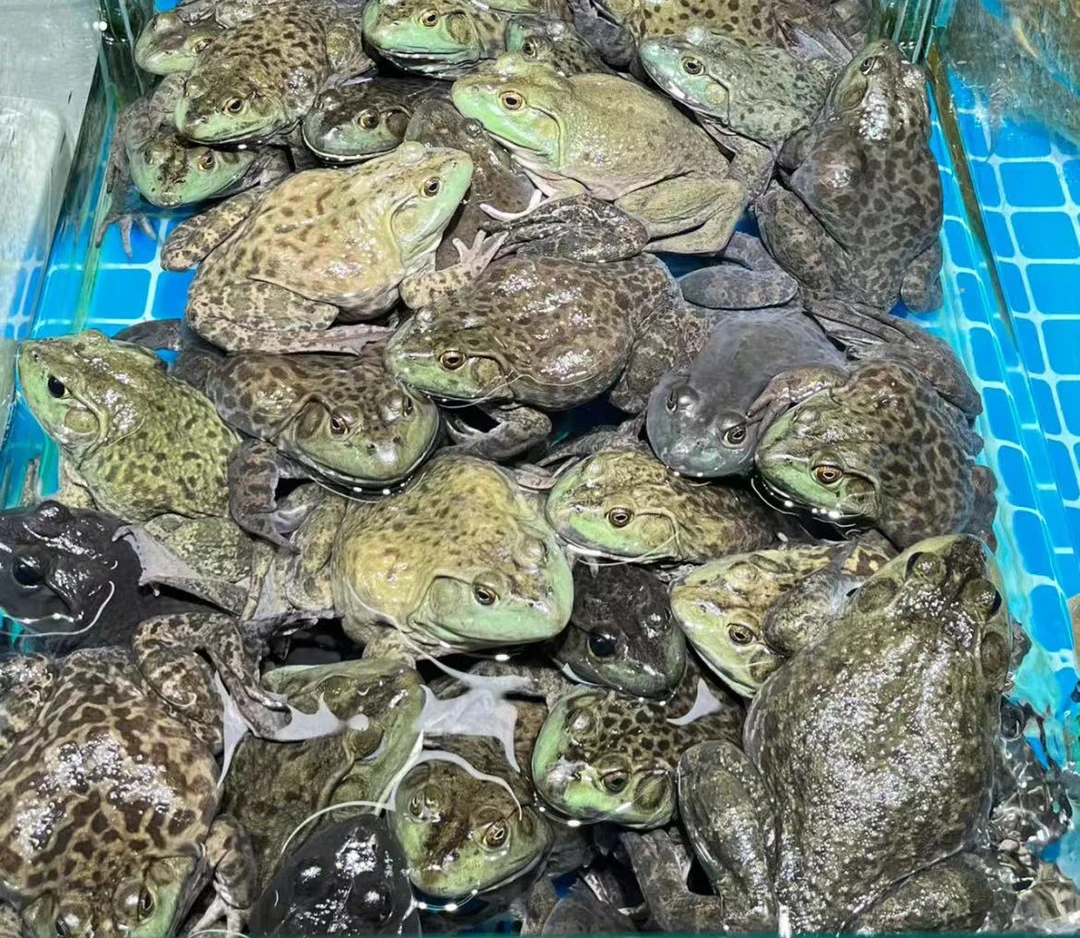 【现杀】牛蛙 1kg±50g (称重后杀，会掉秤正常)精品