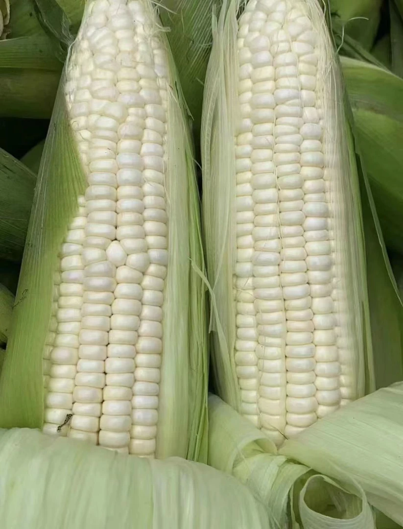 【石林】糯玉米 500g新鲜