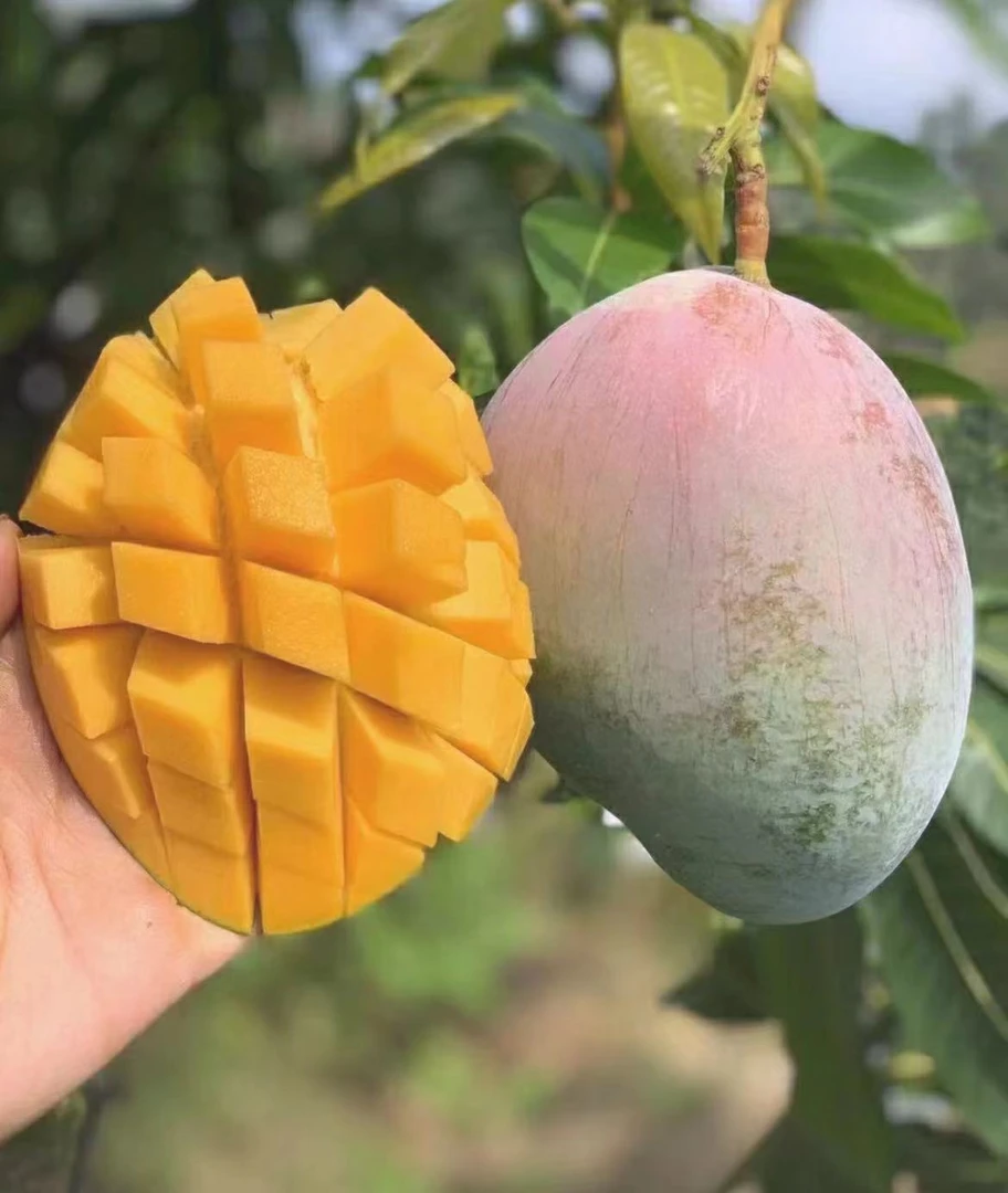 【生的】凯特芒果700g(约1个)~1.1kg(约2个)芒果同城送
