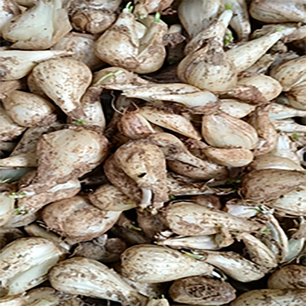 带泥藠头 300g~500g