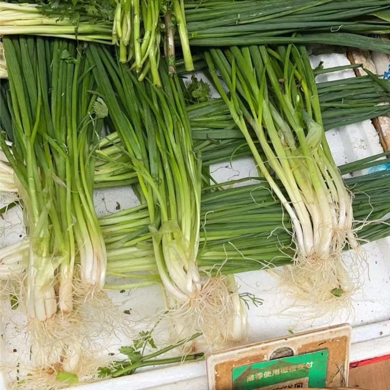 【白头】小香葱小白葱100g