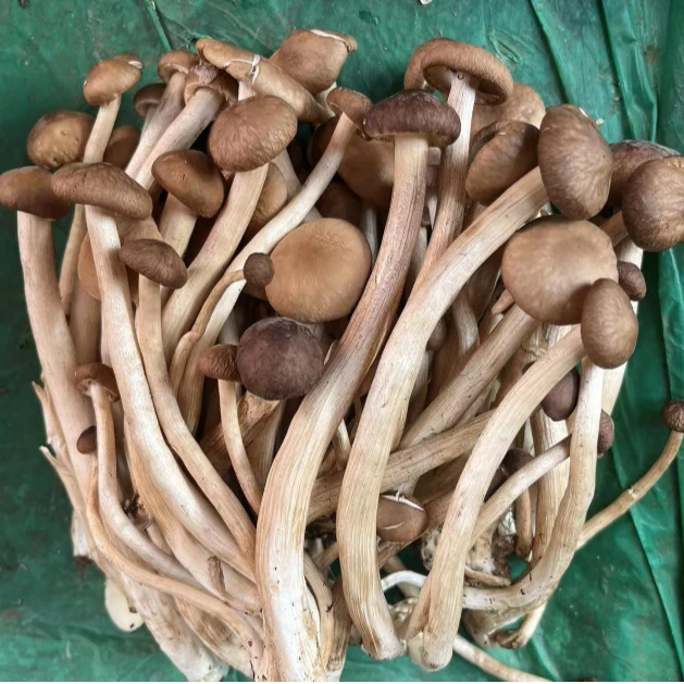 茶树菇 300g