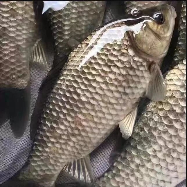 【肉质鲜美】 鲫鱼  /条 (约450g~550g)精品
