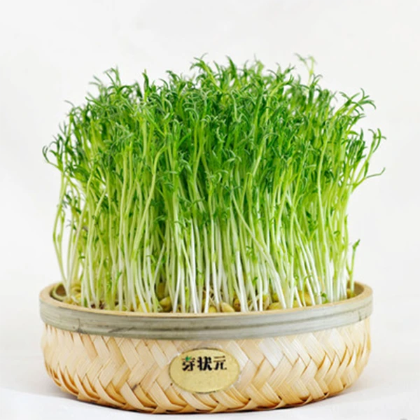 【新鲜芽菜】相思菜松柳菜  300g