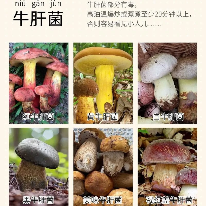 鲜菌菇一物一拍现货现拍