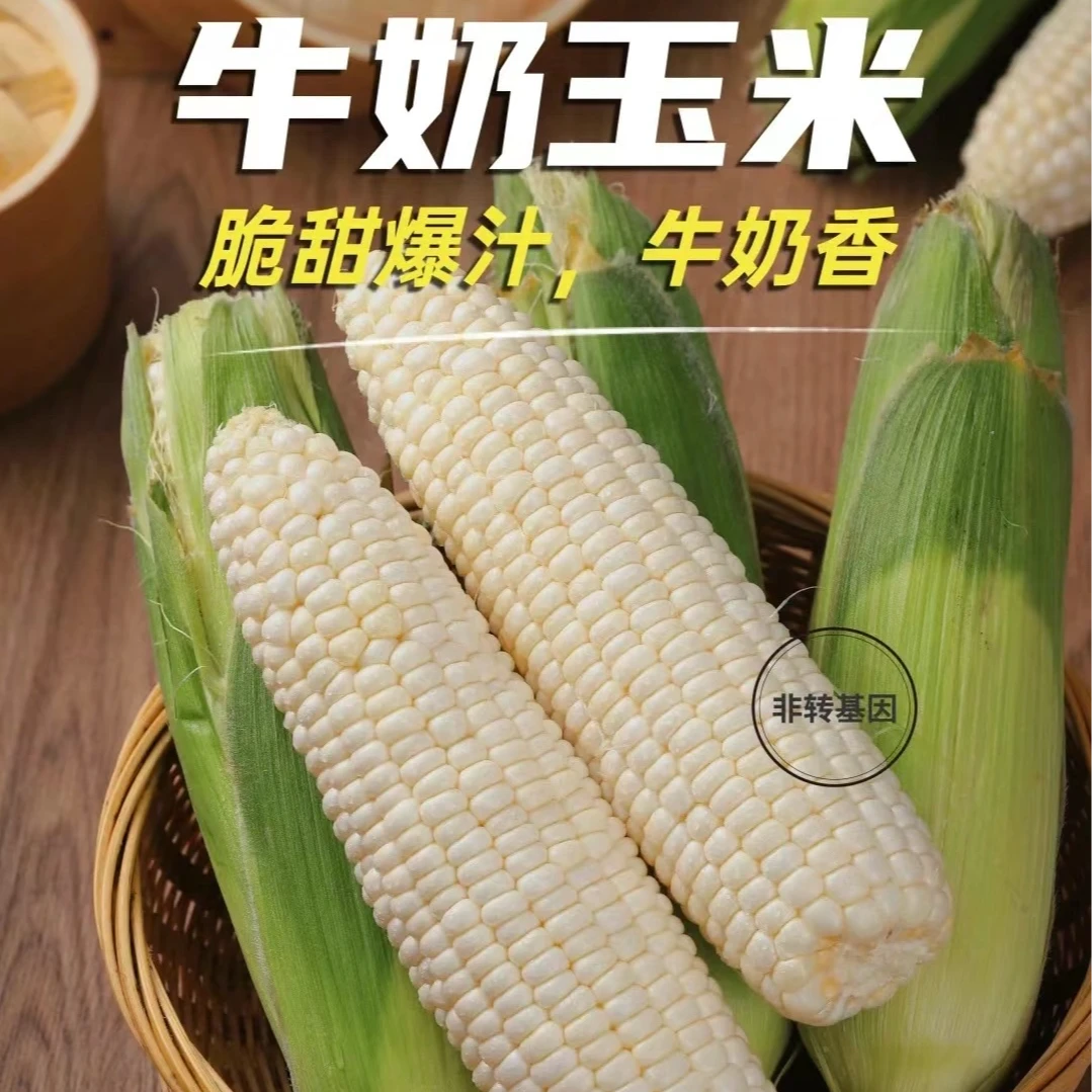 【中通包邮】田园新鲜采摘牛奶玉米香浓爆浆5穗（其中1穗为试吃装）