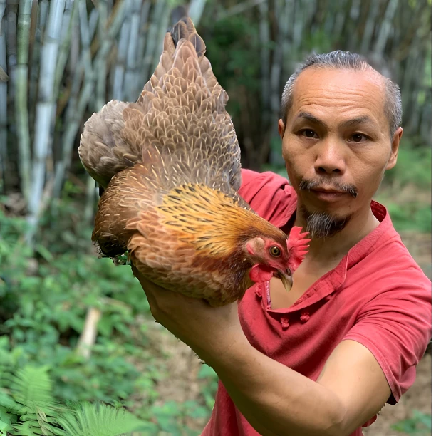 【有财飞鸡】2号品种高山散养走地鸡白切清蒸炖汤农家散养