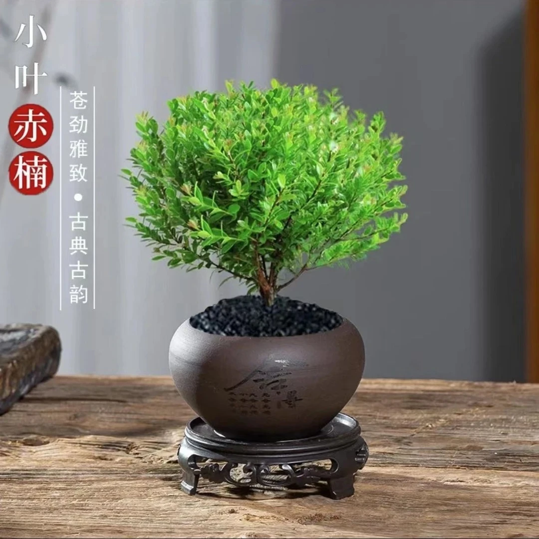 【小叶赤楠】盆栽绿植花卉风格桌面微景观室内客厅好养四季常青绿植