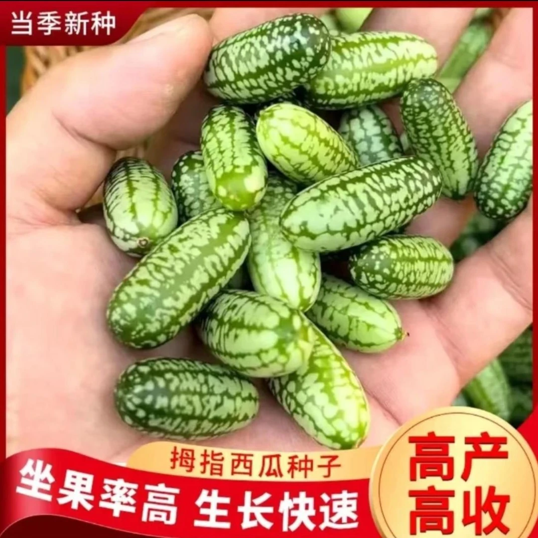 【仅30单】拇指西瓜种子小西瓜迷你四季阳台可种植小拇指西瓜高产生