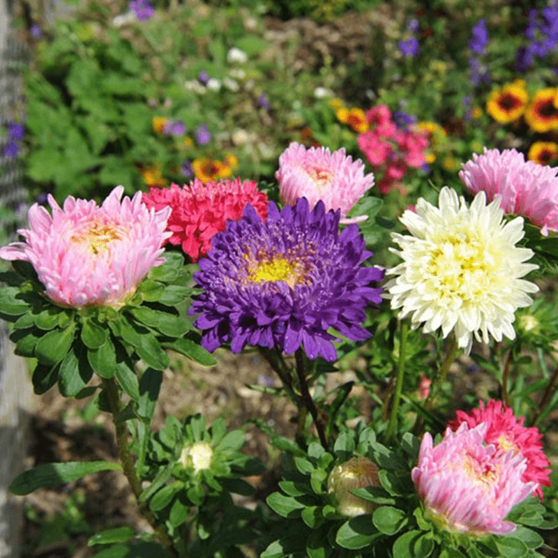混色彩虹糖果菊花卉种子耐热易种阳台庭院植物种子