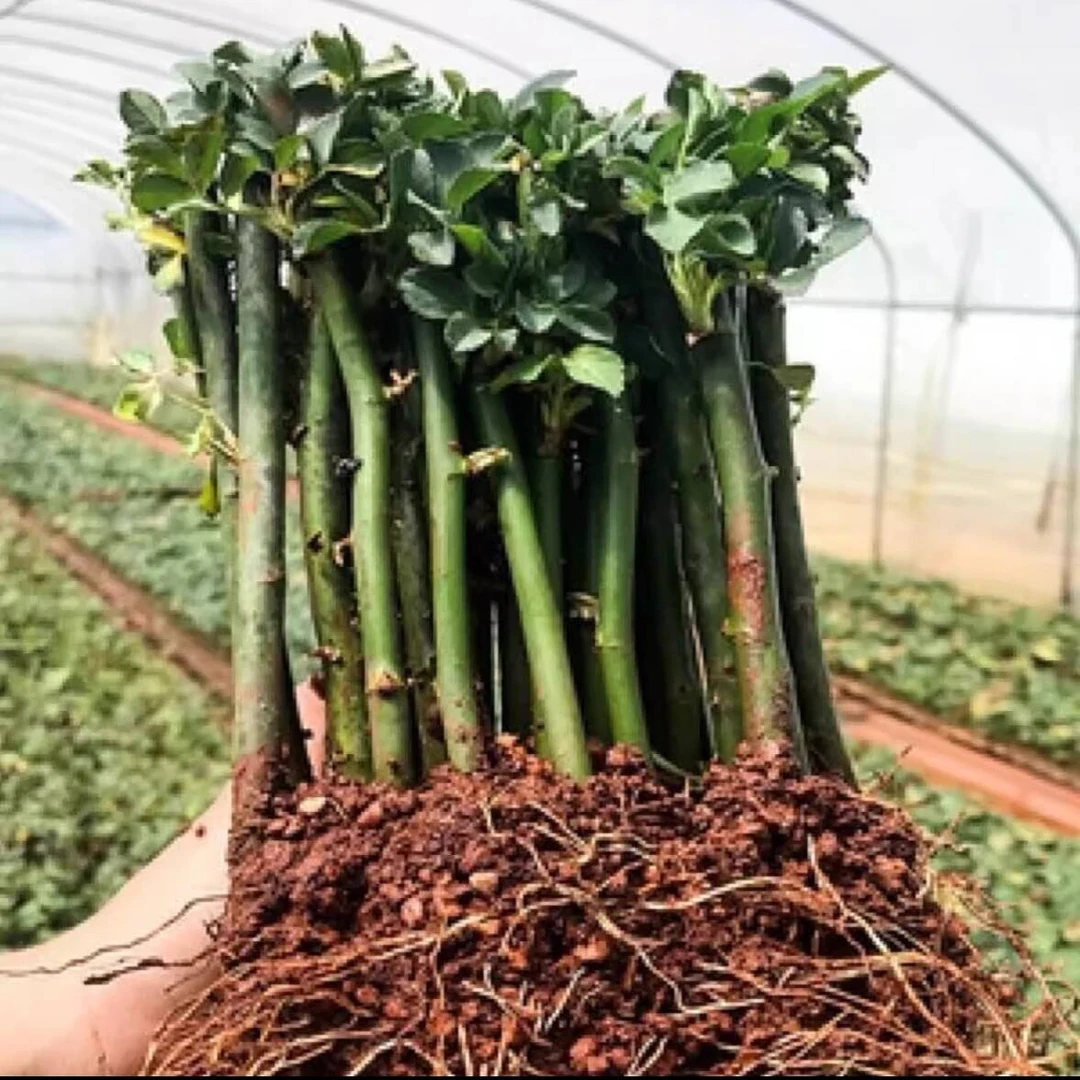 爬藤月季花种子浓香大花庭院阳台种植藤本蔷薇花卉红黄刺梅种子