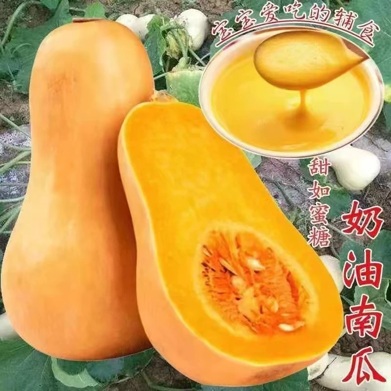 奶油南瓜种子高产四季种植蔬菜种子简单易种蔬菜种子奶油南瓜种子