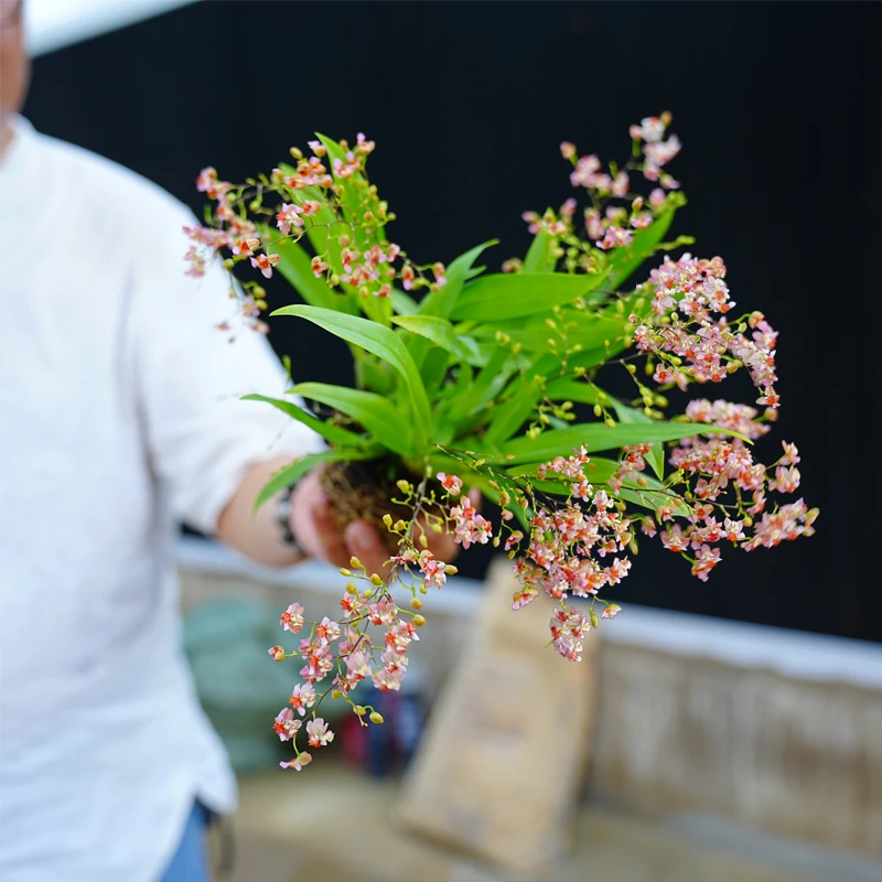 香水文心兰花梦带浓香花苞好养易活花卉绿植盆栽花卉室内文心兰