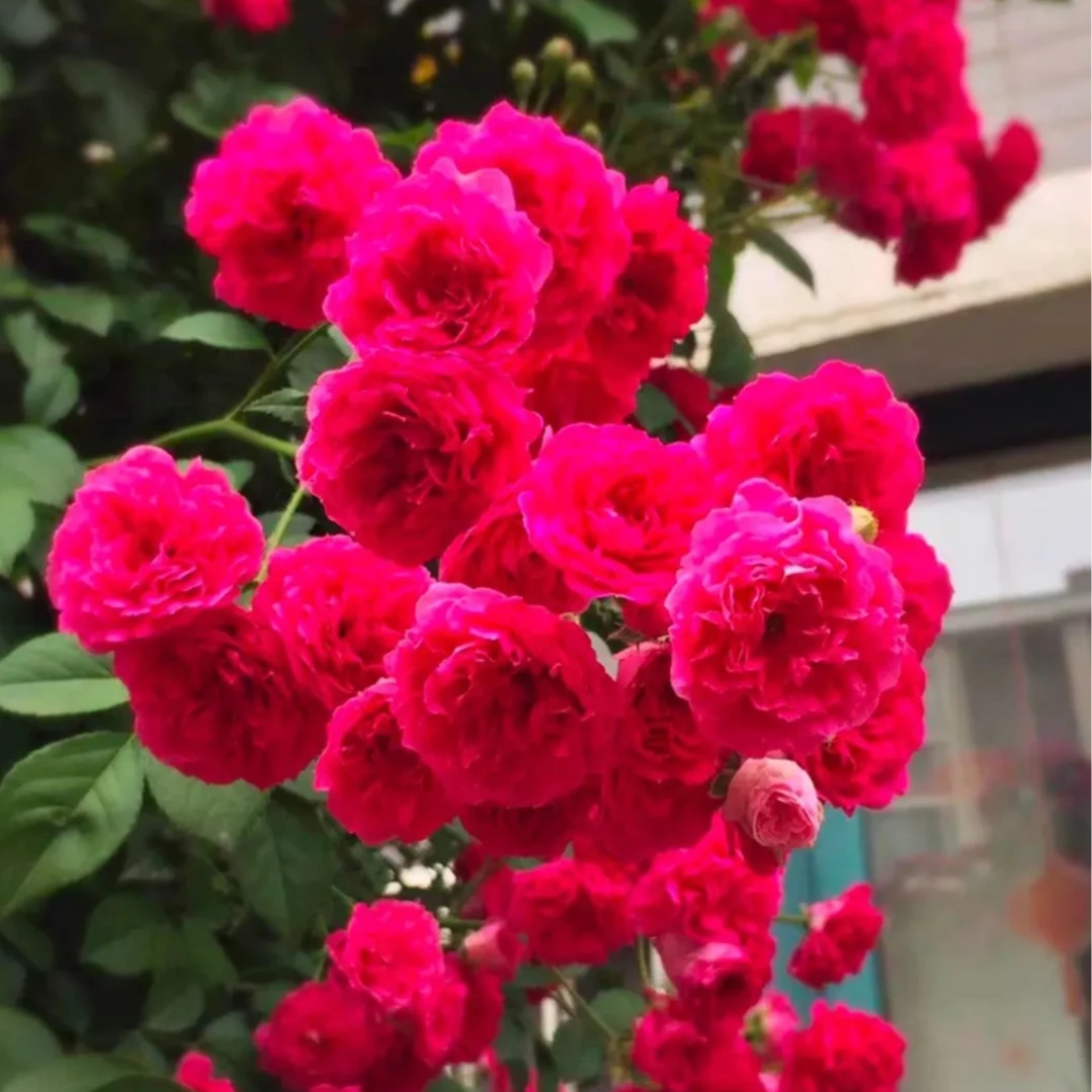 红木香花苗黄木香苗四季开花爬藤植物浓香型盆栽地栽花卉绿植