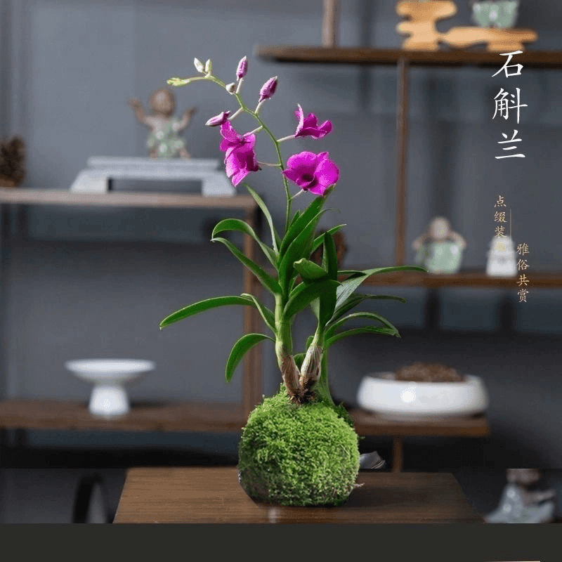 【七彩香水石斛】兰花四季开好养绿植浓香型石斛花卉懒人水培盆栽