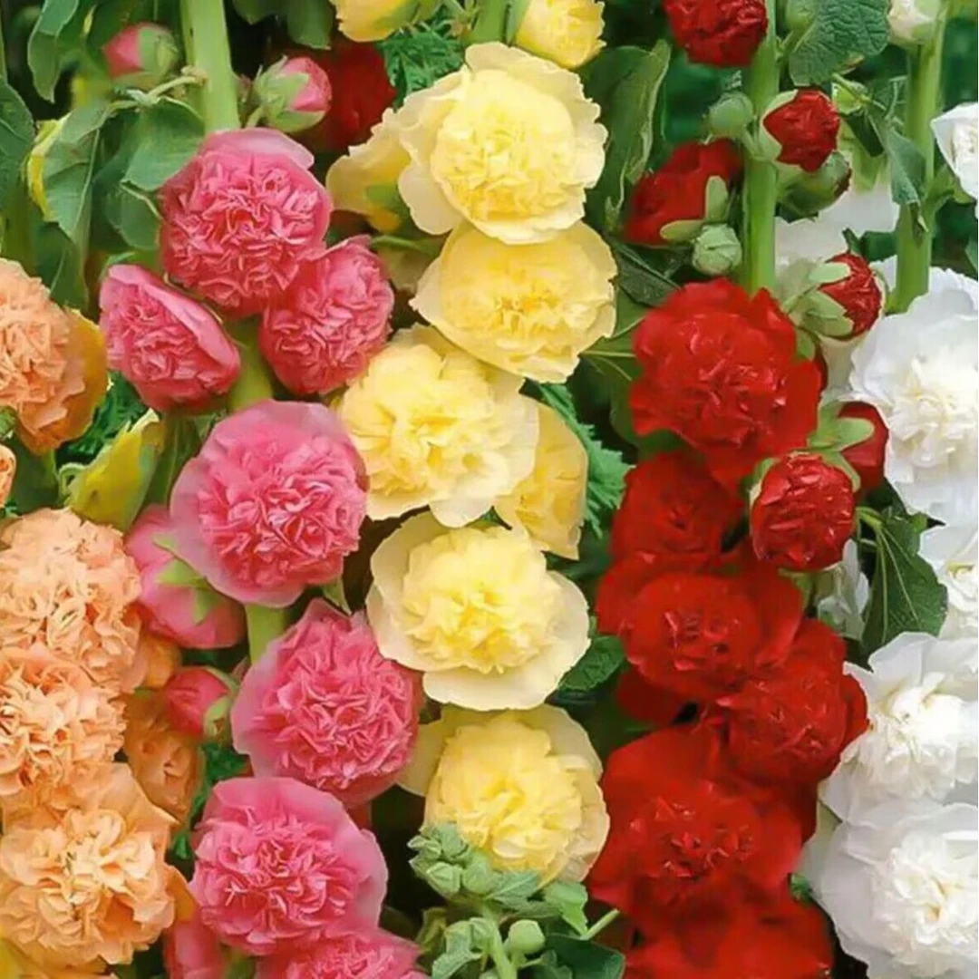 【重瓣蜀葵花】种籽子四季播种开花室外种植花园栽培花卉绿植盆栽