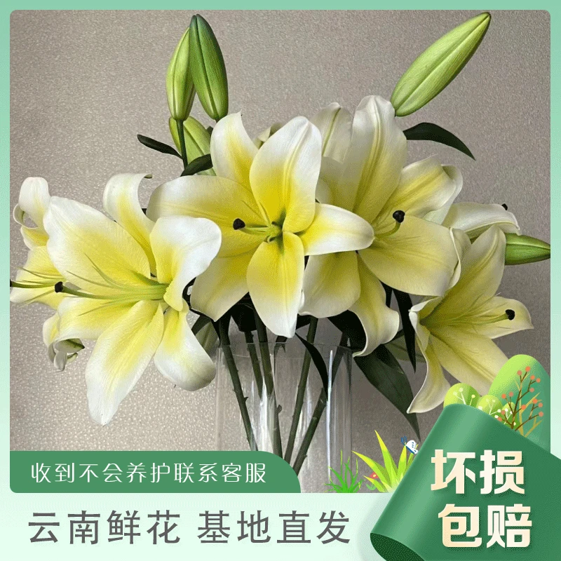 【黄天霸香水百合】云南基地直发 生活鲜花家庭客厅卧室插花DIY