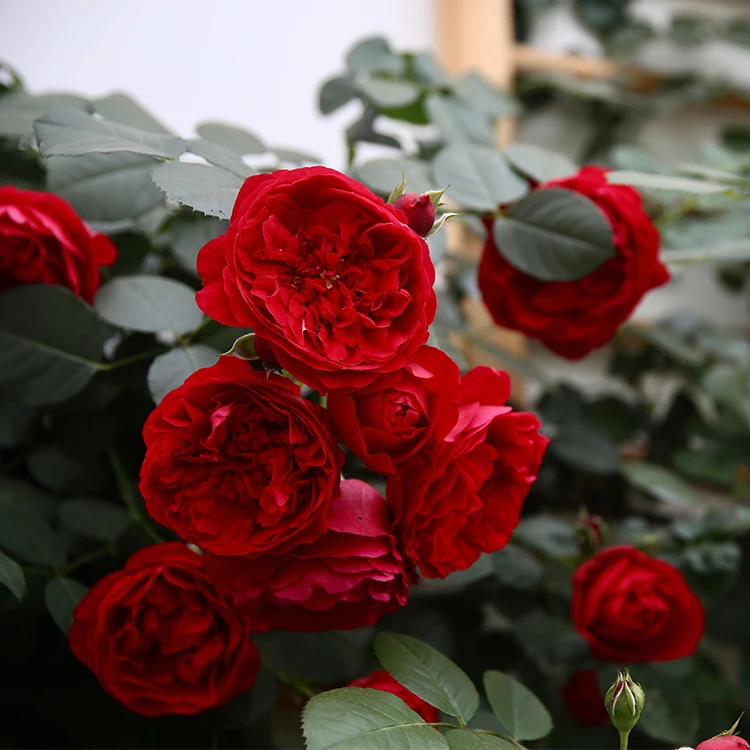 【蒂娜】月季带花苞大苗四季开花龙沙宝石庭院爬墙植物藤本蔷薇花