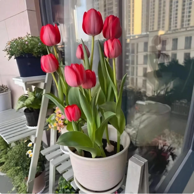 荷兰进口郁金香种球盆栽室内花卉盆栽四季开花好养耐寒水培种子