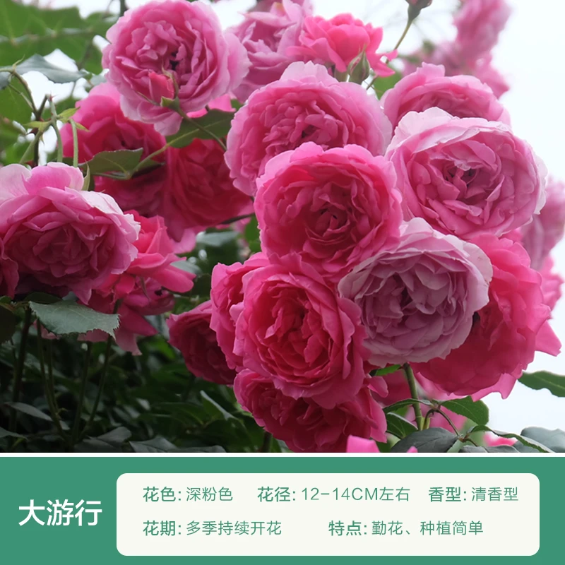 【大游行】藤本月季四季开花庭院爬墙植物花卉盆栽阳台玫瑰蔷薇花苗