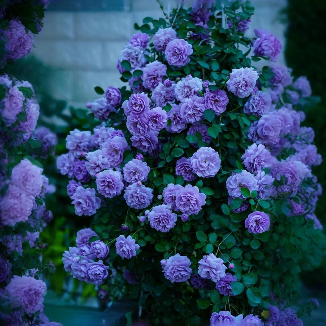 【蓝色阴雨】月季带花苞大苗四季开花龙沙宝石庭院爬墙植物藤本蔷薇