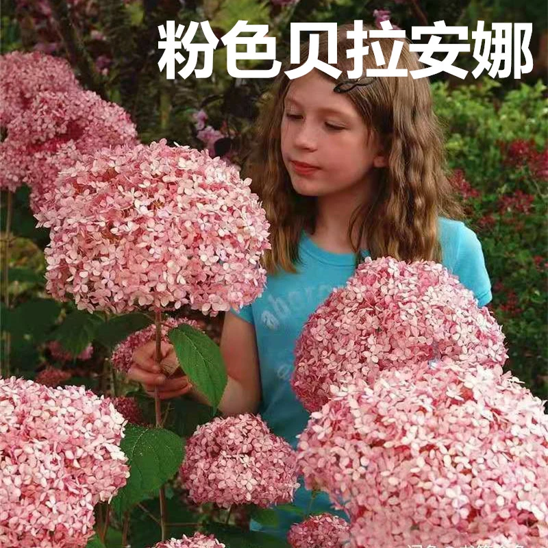 乔木绣球 无敌贝拉安娜 梦幻粉贝粉色贝拉安娜特大苗盆栽庭院耐寒