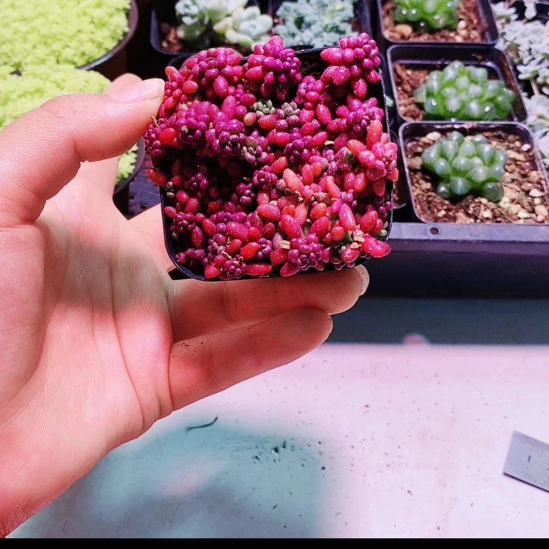 紫米粒多肉植物《凑满15包邮》