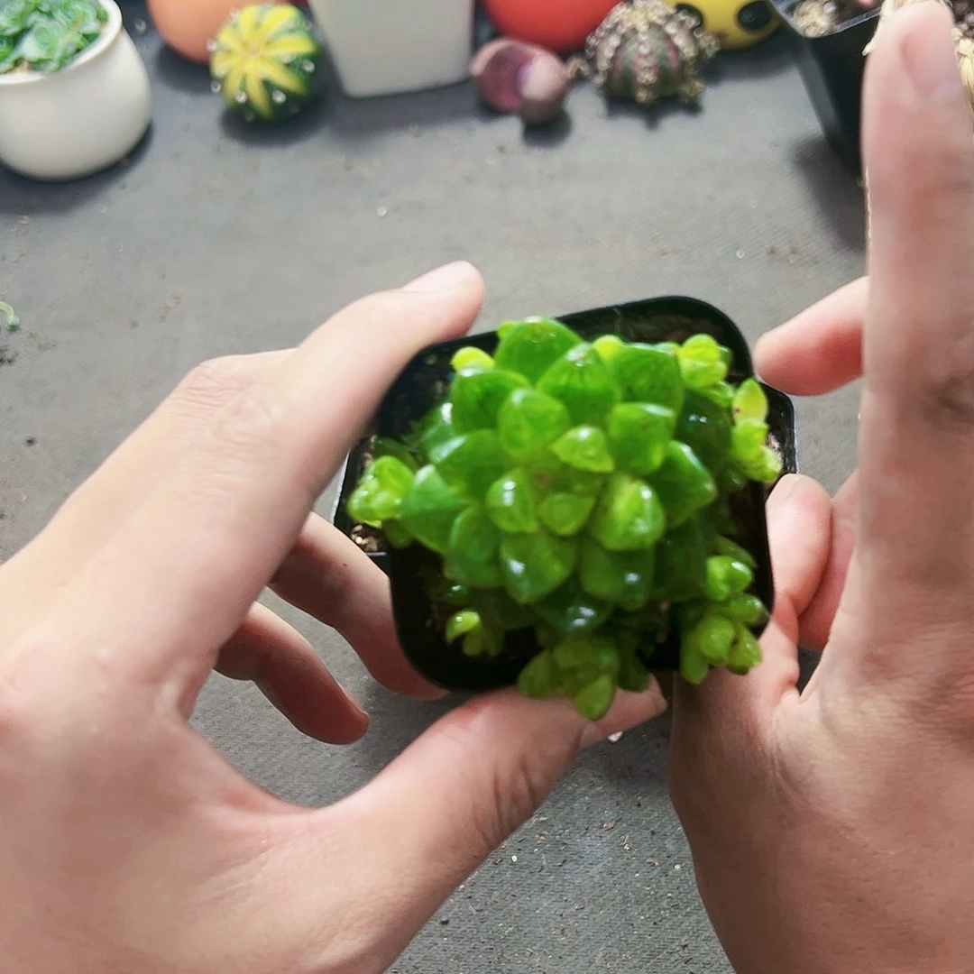 草玉露多肉植物凑满15包邮