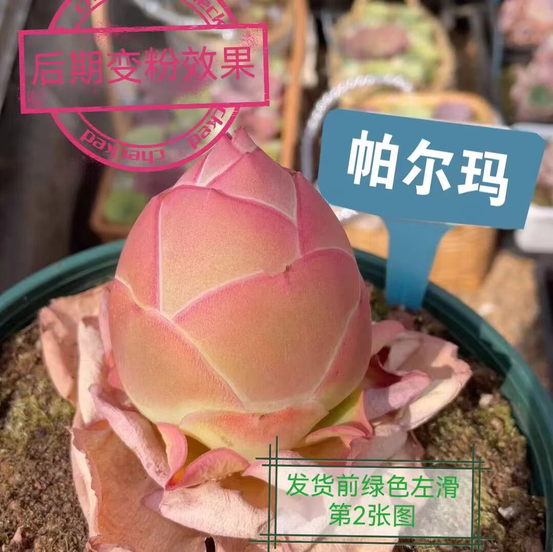 大号帕尔玛玫瑰多肉植物【凑满15包邮】