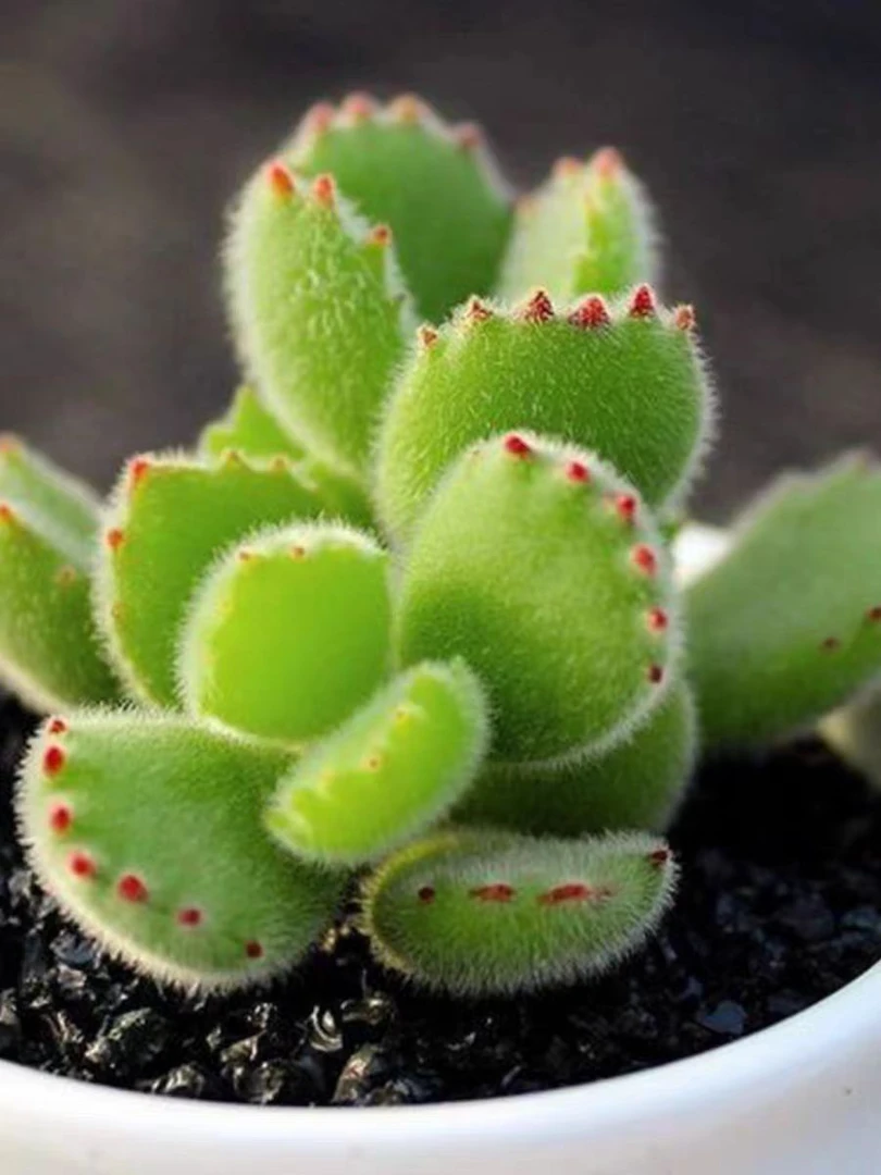 《凑满15包邮》绿熊多肉植物-发货以直播间展示为准