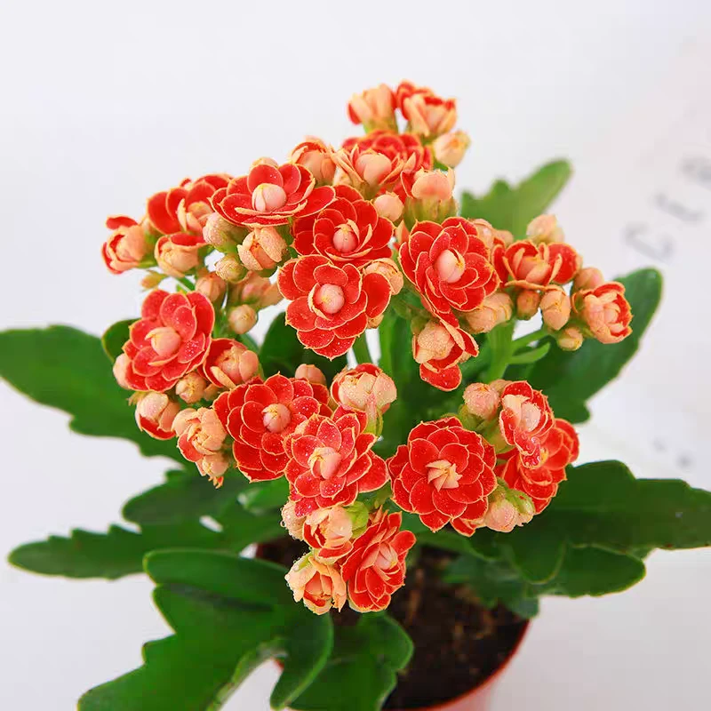 凑满15包邮-金狐狸长寿花多肉植物-发货以直播间展示为准