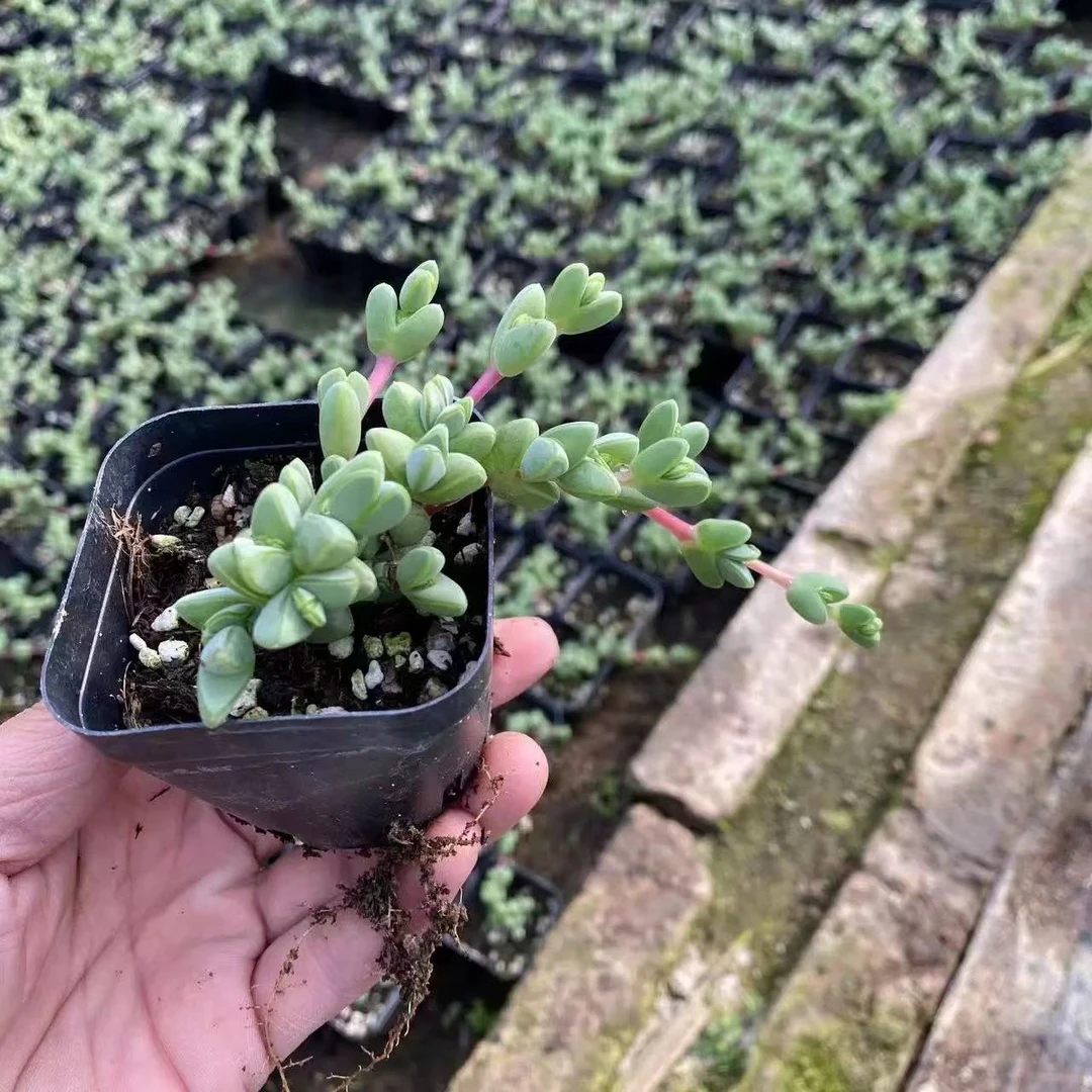碧玉莲多肉【凑满15包邮】