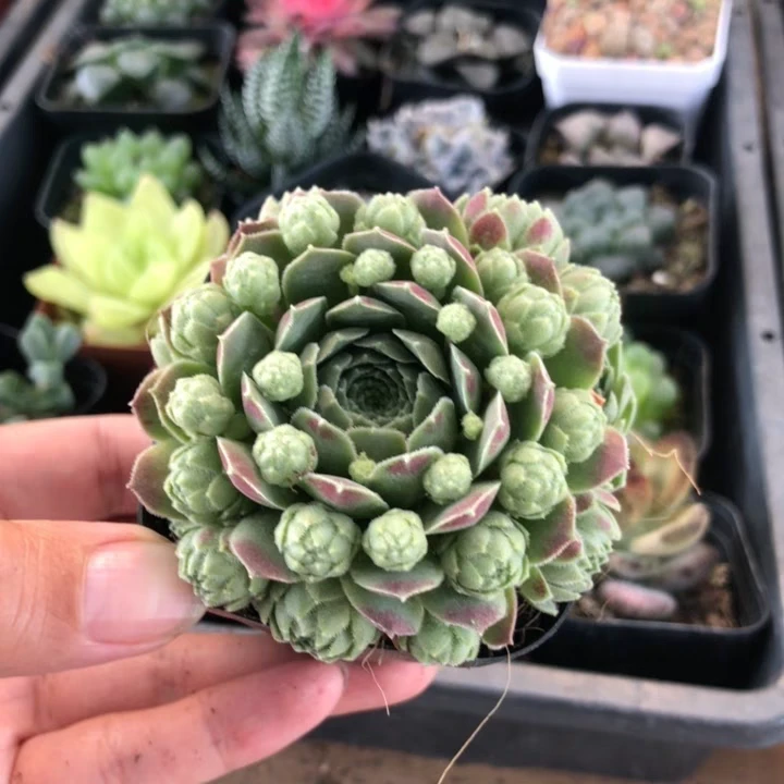 《凑满15包邮》爱德华多肉植物-发货以直播间展示为准