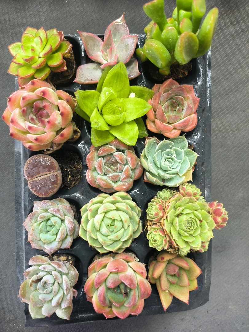 《凑满15包邮》多肉拼盘15颗组合发货~以直播间展示为准