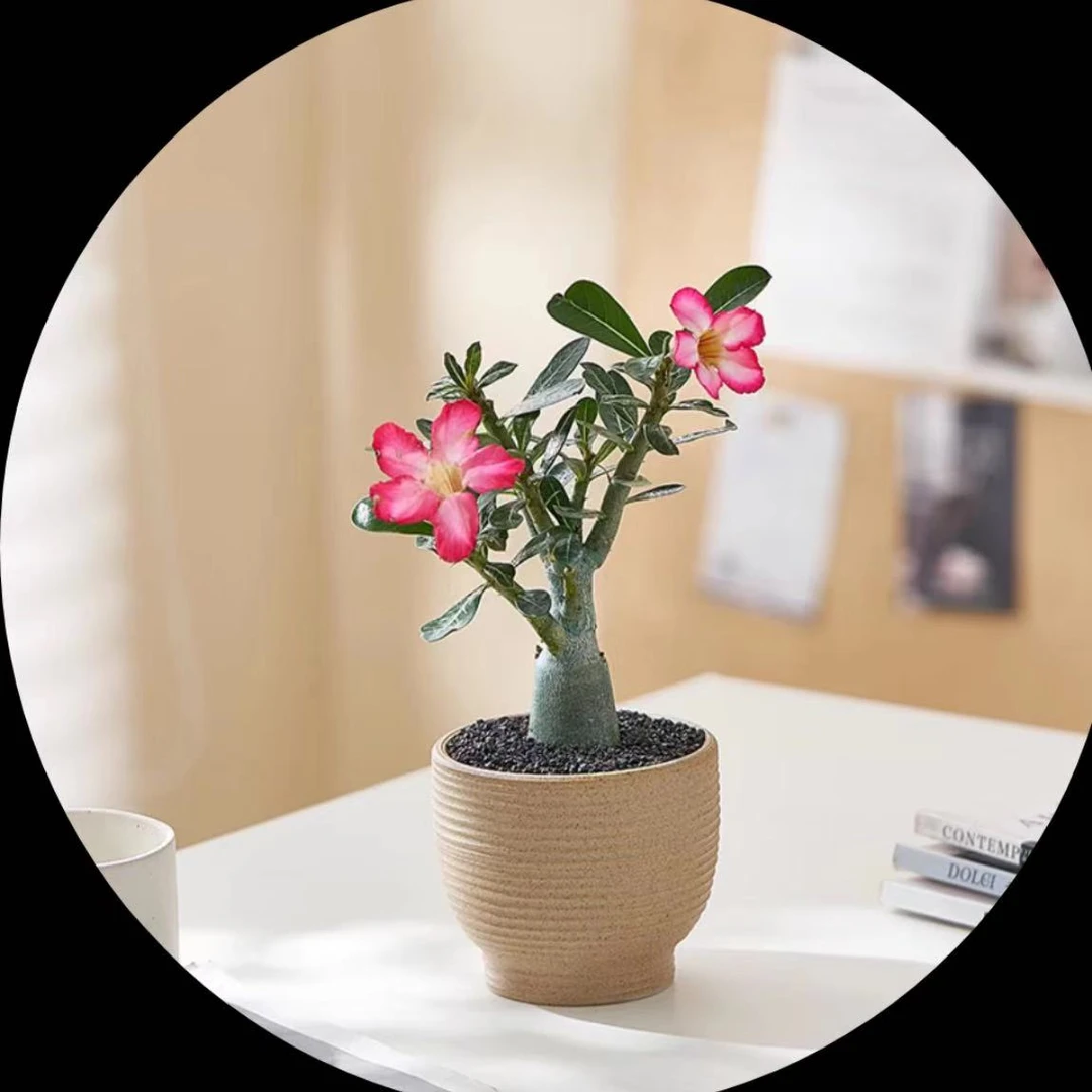 凑满15包邮-沙漠玫瑰小苗5公分多肉植物