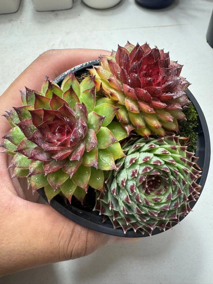 《凑满15包邮》金彩球三头长生草多肉~以直播间展示为准