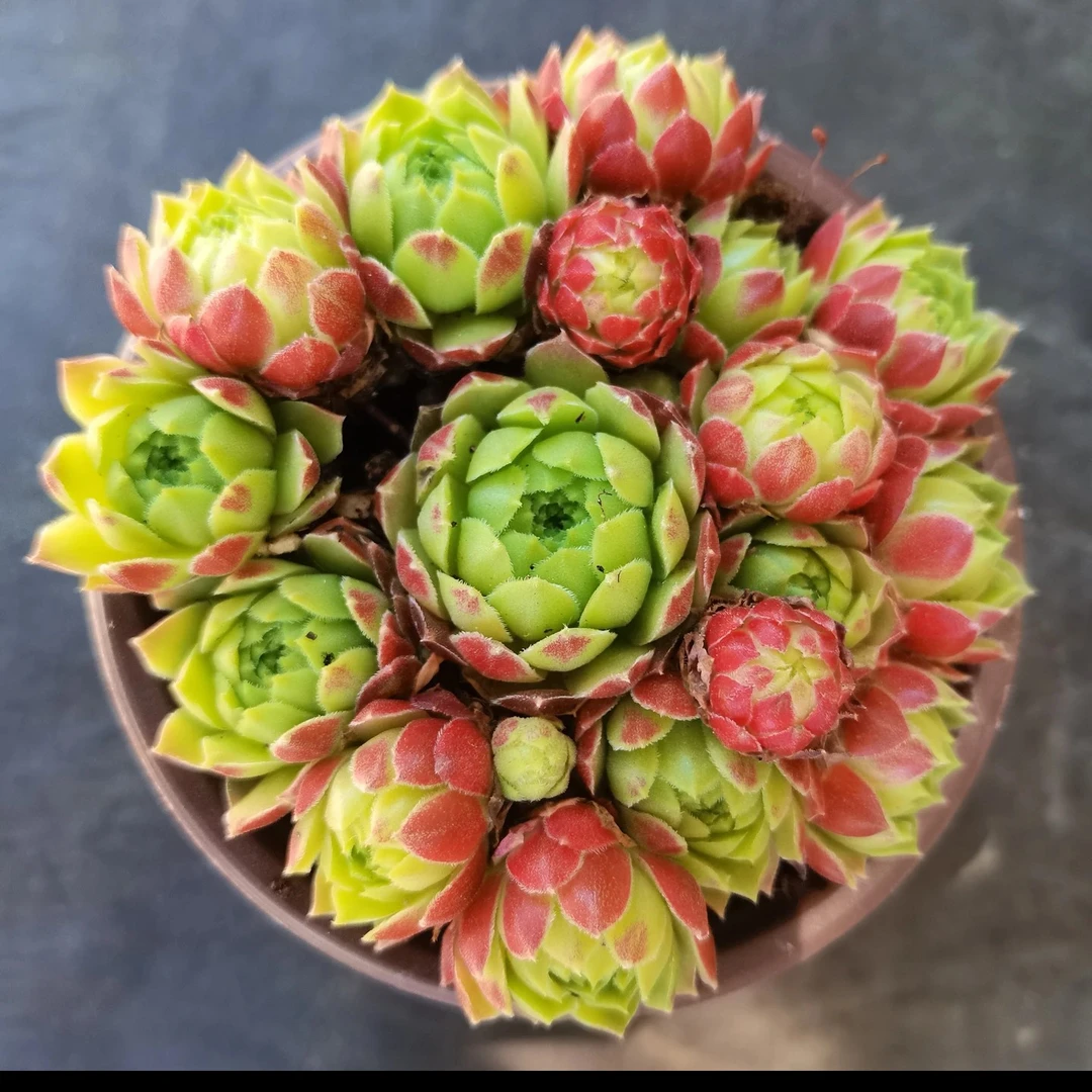 《凑满15包邮》爱德华西瓜球多肉植物