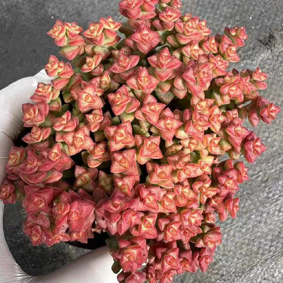 满天星多肉植物《凑满15包邮》