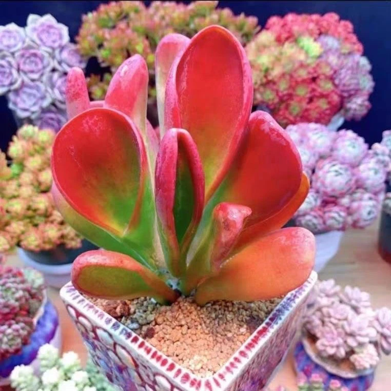 凑满15包邮-火狐狸多肉新品稀有贵货