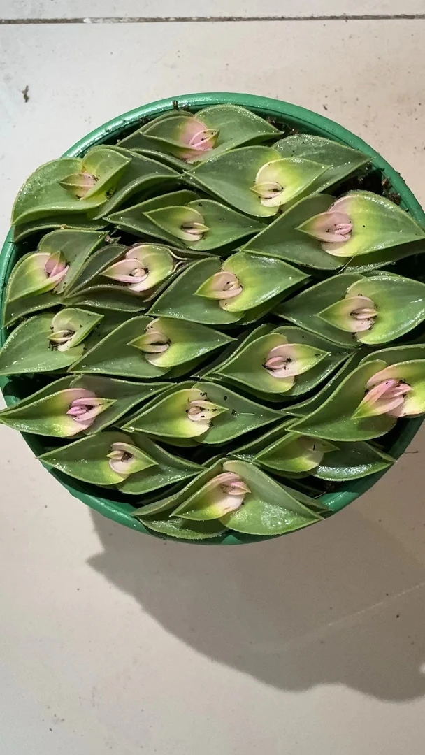 一帆风顺多肉植物【凑满15包邮】