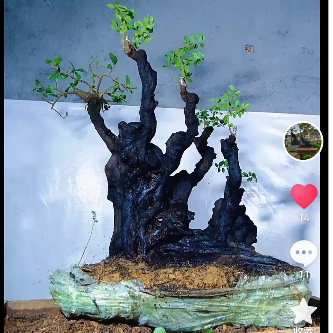 金弹子老鸦柿盆景金弹子树桩瘤枝卫矛舍利子发货金蛋子绿植盆栽